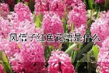 风信子红色花语是什么