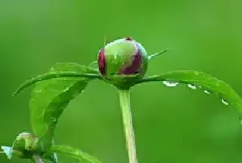 盆栽浇水 | 盆栽芍药花怎么浇水