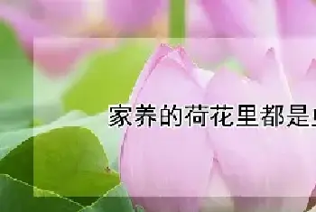 家养的荷花里都是虫子怎么办