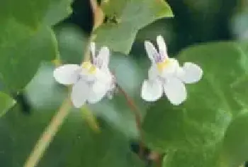 扦插繁殖的绿植有哪些?铙钹花(玄参科铙钹藤属)兔子花、长春藤叶柳穿鱼、草柳穿鱼、草