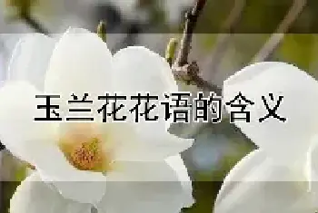 玉兰花花语的含义