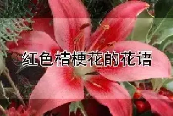 红色桔梗花的花语