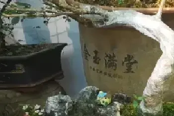 树木盆景 | 黄杨熟桩怎样移栽上盆