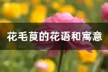 花毛茛的花语和寓意