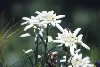 雪绒花是什么，它的花语是什么，有什么样的传说