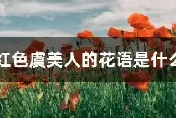 红色虞美人的花语是什么