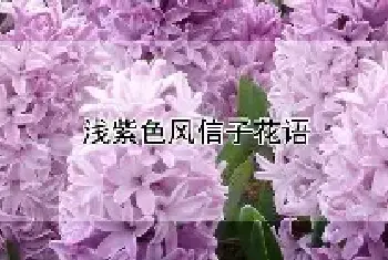 浅紫色风信子花语