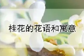 桂花的花语和寓意