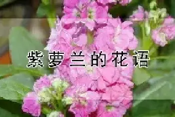 紫萝兰的花语