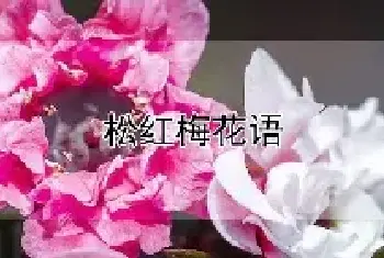 松红梅花语