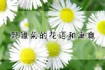 野雏菊的花语和寓意