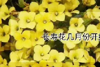 长寿花几月份开始长花苞