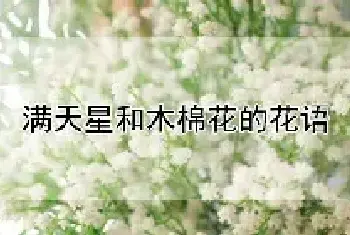 满天星和木棉花的花语