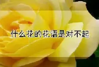 什么花的花语是对不起