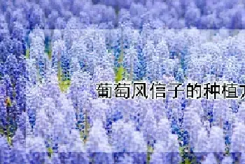 葡萄风信子的种植方法和时间