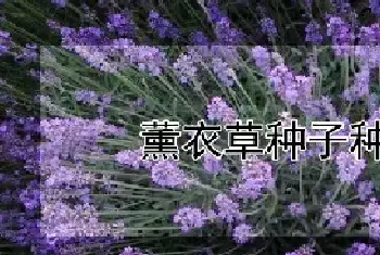 薰衣草种子种植方法