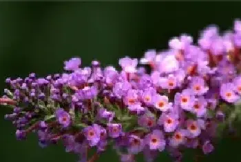 醉鱼草的花期和花语 醉鱼草能毒多大的鱼