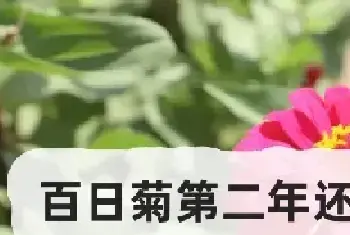 百日菊第二年还会出芽吗？