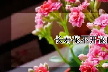 长寿花不开花的原因