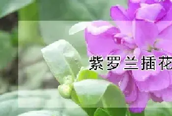 紫罗兰插花养法