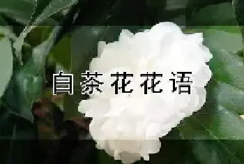 白茶花花语