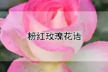 粉红玫瑰花语