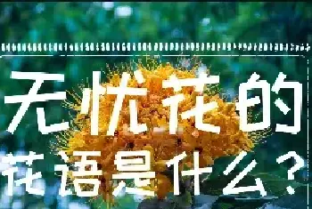 无忧花的花语是什么？无忧花典故介绍