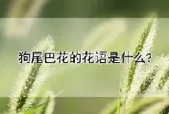 狗尾巴花的花语是什么？