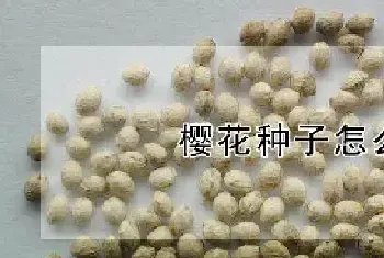 樱花种子怎么催芽