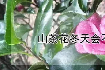 山茶花冬天会不会冻死