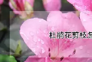 杜鹃花剪枝怎么剪