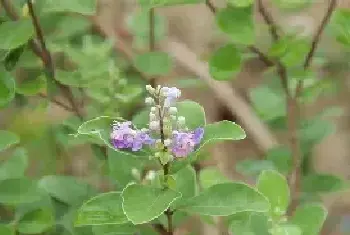 蔓荆子的繁育办法