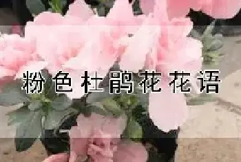 粉色杜鹃花花语