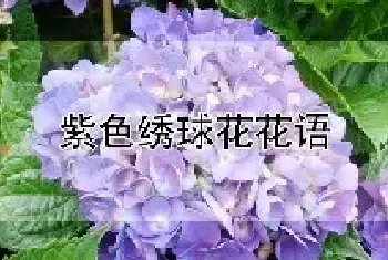 紫色绣球花花语