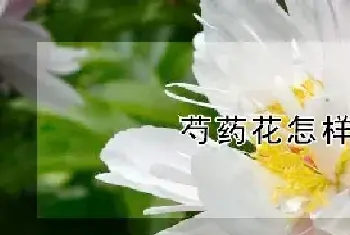 芍药花怎样繁殖