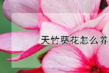 天竹葵花怎么养能长开花