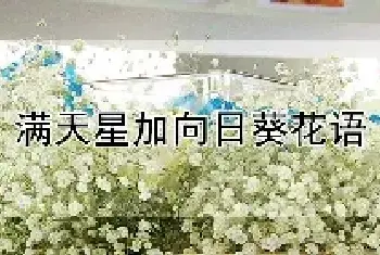 满天星加向日葵花语