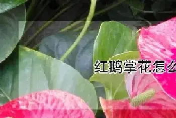 红鹅掌花怎么养护