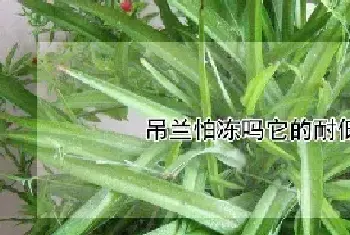 吊兰怕冻吗它的耐低温是多少