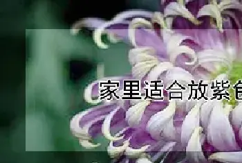 家里适合放紫色菊花吗