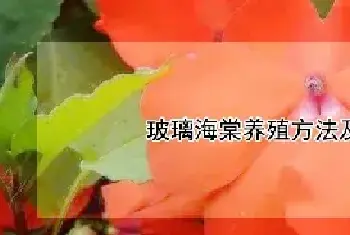 玻璃海棠养殖方法及注意事项