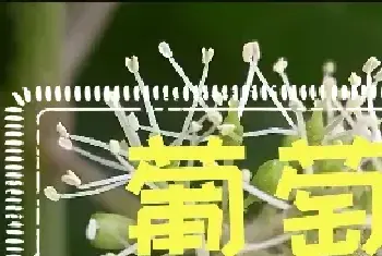 葡萄花长什么样子你知道吗？