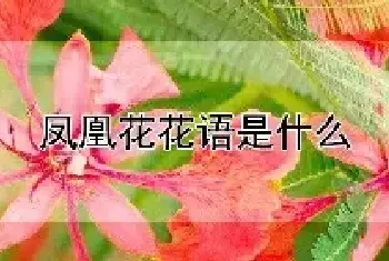 凤凰花花语是什么