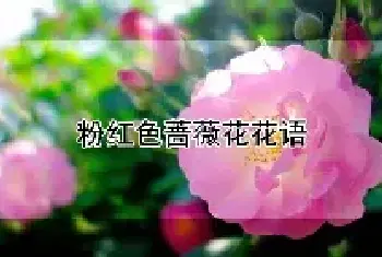 粉红色蔷薇花花语