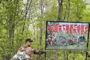 食用菌资讯 | 吉林磐石市旭明村：小蘑菇撬动大产业 林下菌拓宽致富路