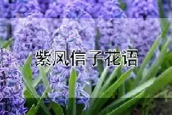 紫风信子花语