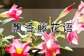 飘香藤花语