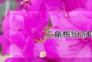 三角梅怕冻吗冬天