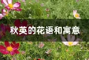 秋英的花语和寓意