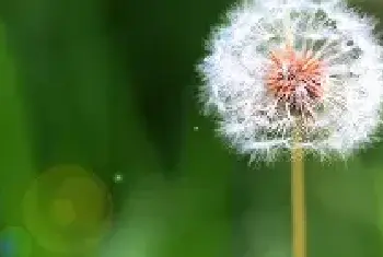 蒲公英的花语和寓意 蒲公英的花语和寓意有哪些